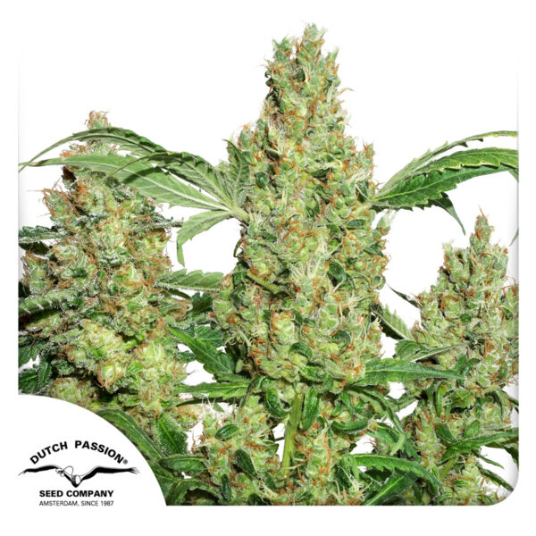 Power Plant® - Imagem 4
