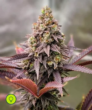 Punchberry Cookies RBX Punchberry Cookies RBX