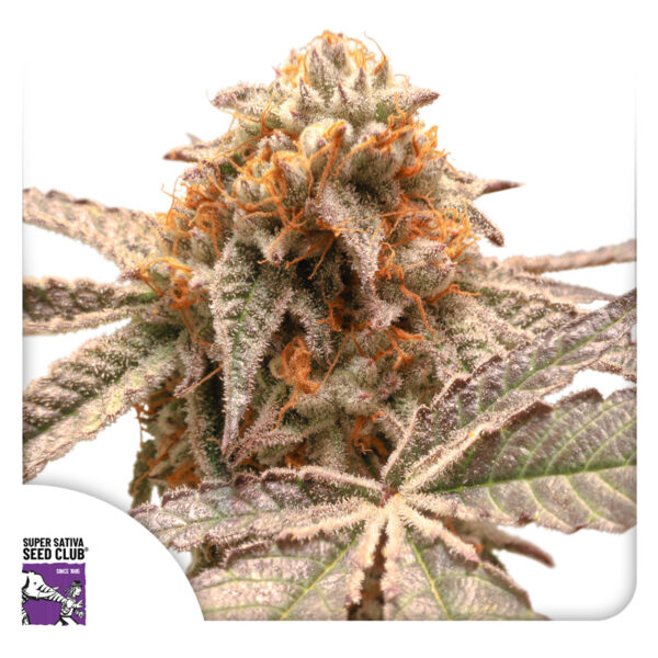 Purple OG Punch - Image 4