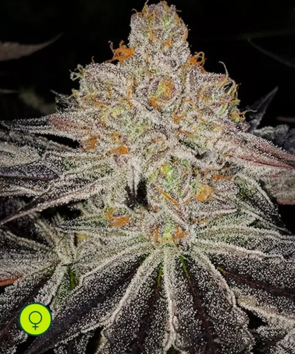 Purple Zkittlez Rbx