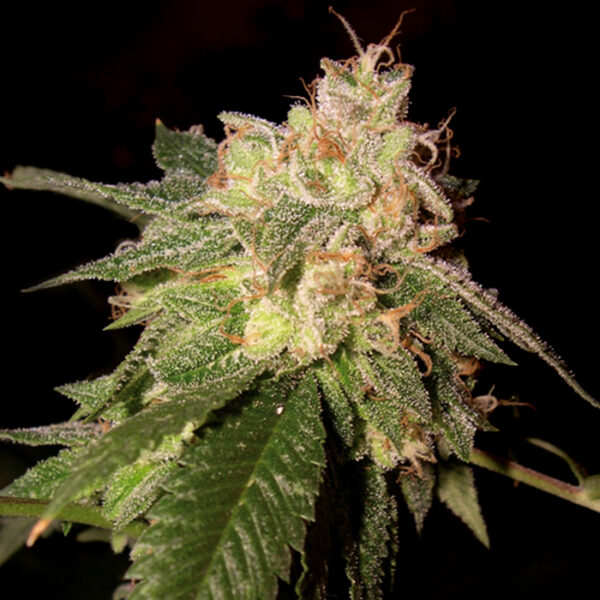 OG Kush - Imagem 2