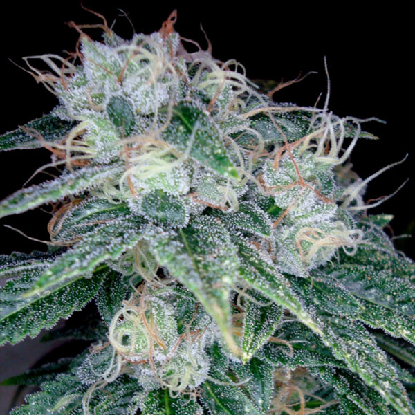 Sour Diesel - Imagem 2