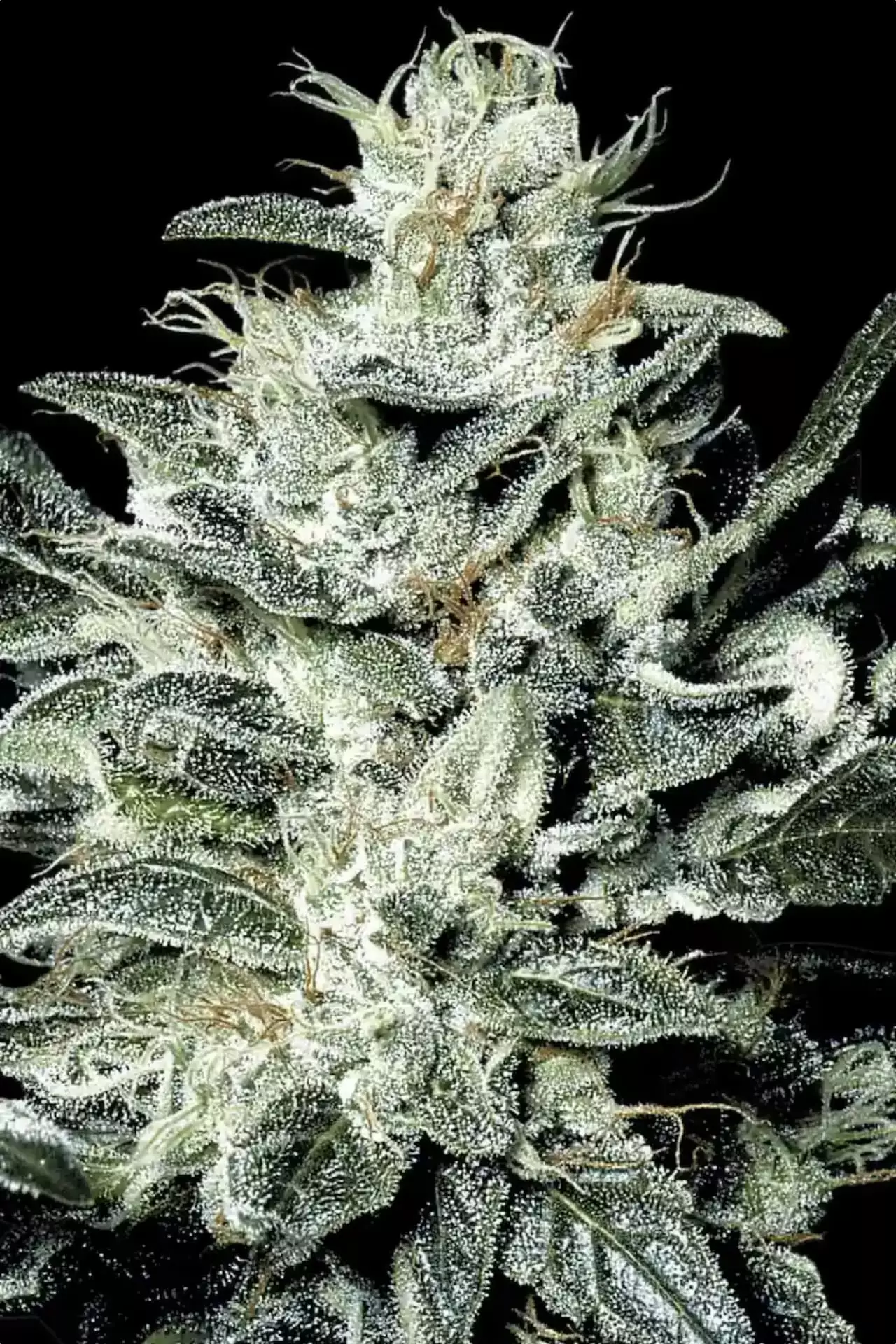 Sensi Star - Imagem 5