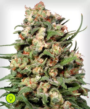 Skunk-1