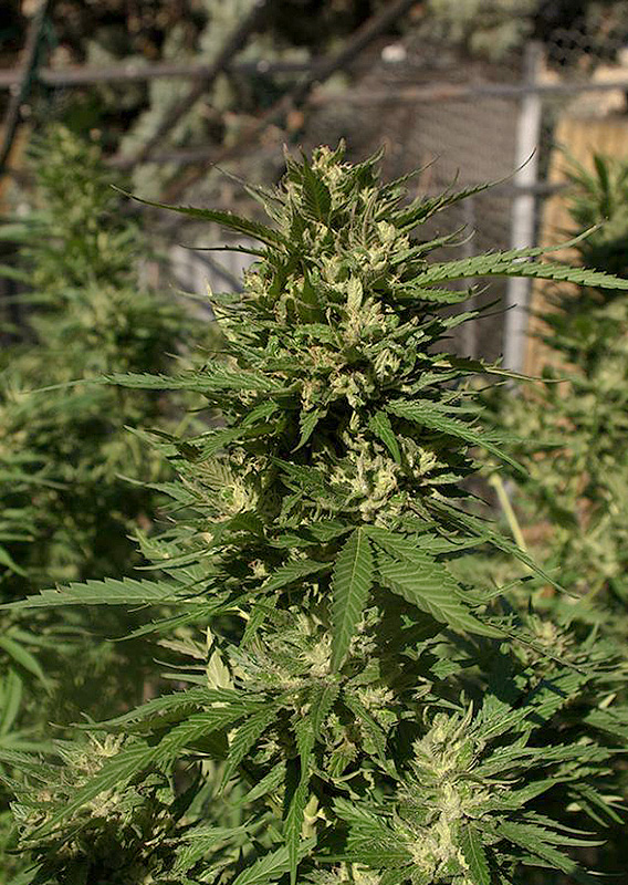 Skunk #11® - Imagem 2