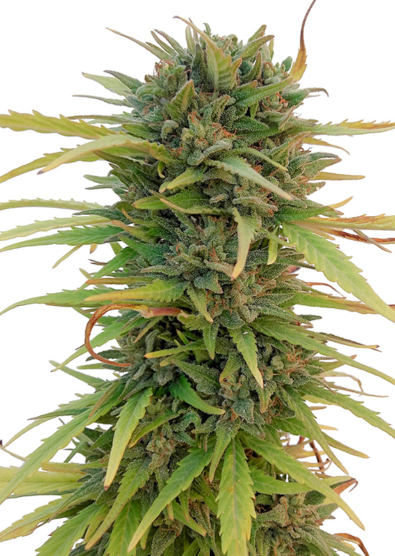 Skunk #11® - Imagem 3