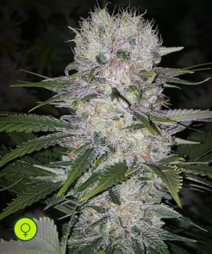 Skunk Hero Skunk Hero