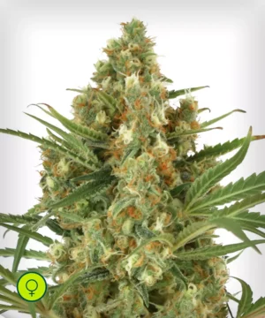 Snow-Bud