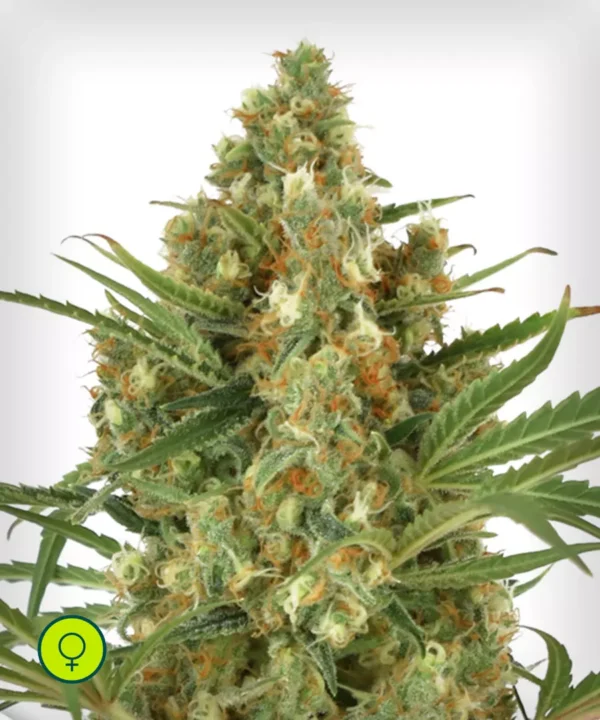 Snow-Bud