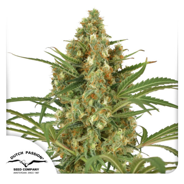 Snow Bud® - Imagem 4