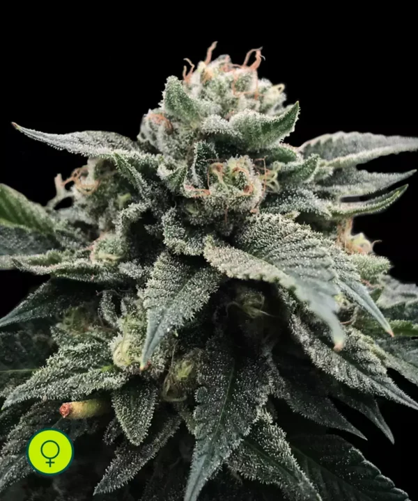 Sorbet-Stash