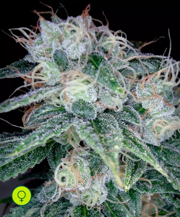 Sour-Diesel