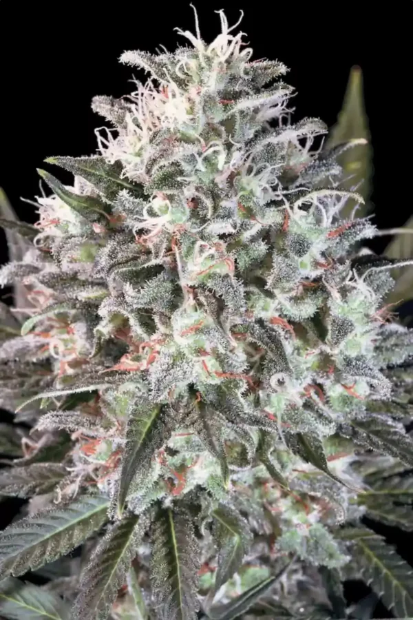 Space Cookies - Imagem 6