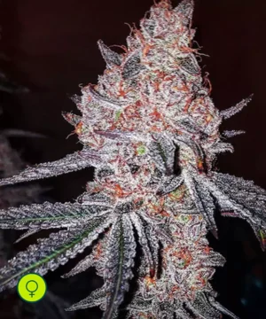 Strawberry OG Cookies R1