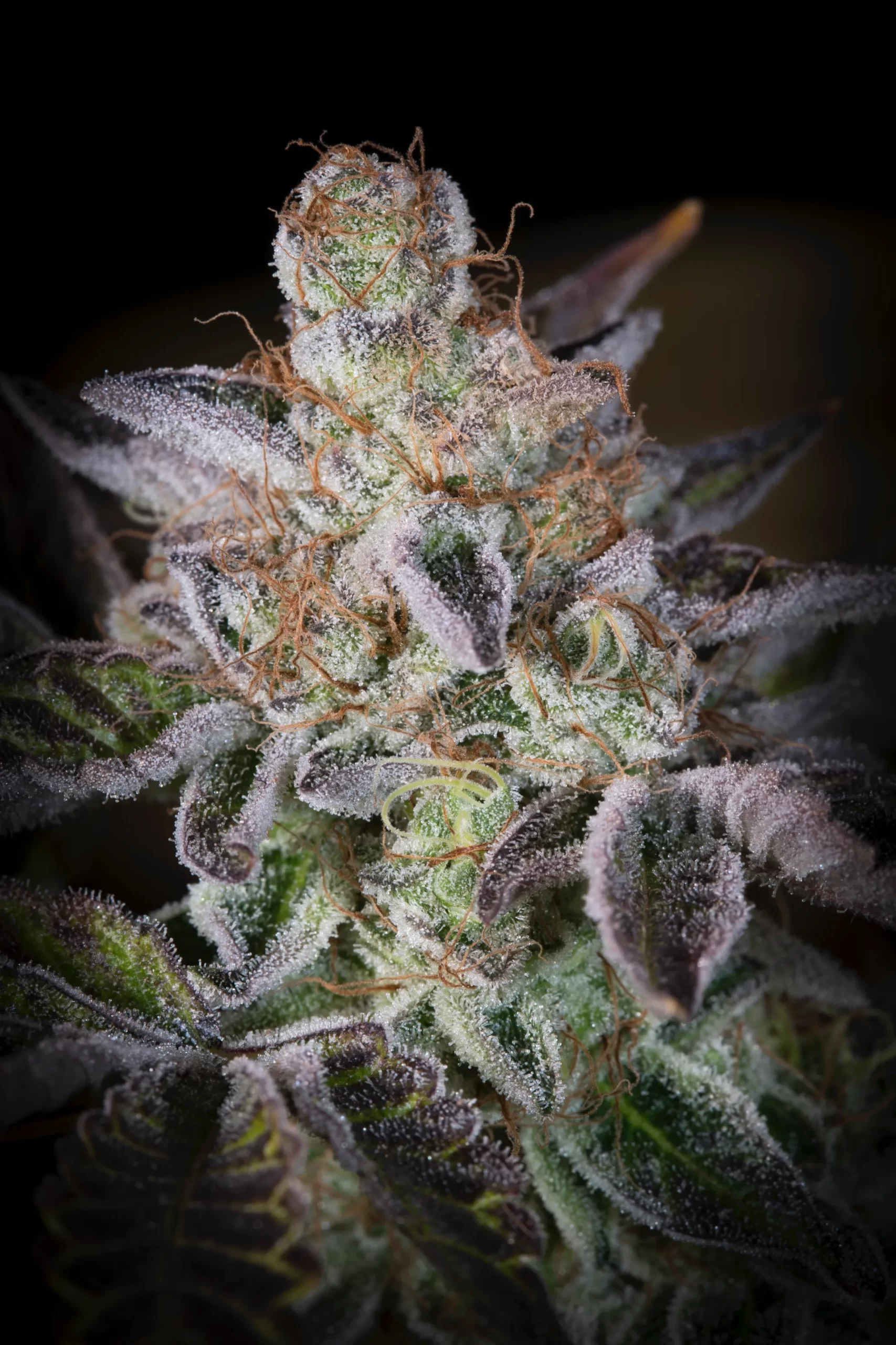 Sweetopia - Imagem 3