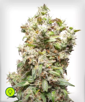 THC-Victory