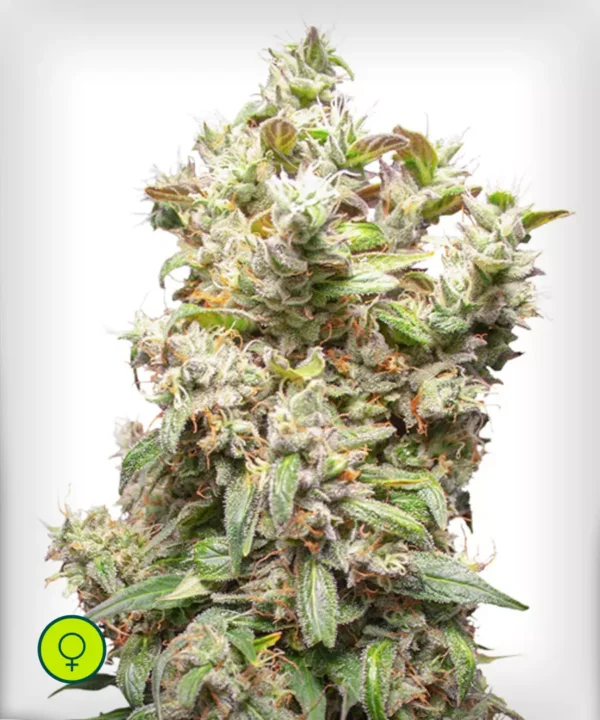 THC-Victory