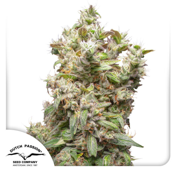 THC-Victory® - Imagem 4