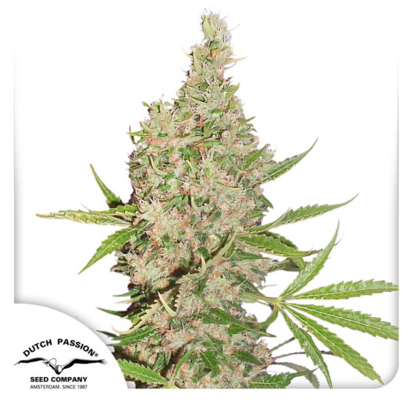 White Widow X The Ultimate - Image 4