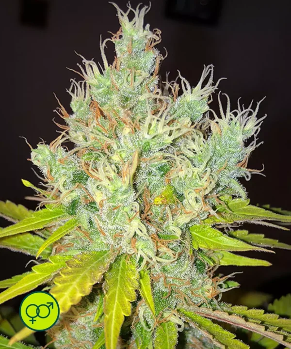 White-Widow-X-The-Ultimate-Dutch-Passion-reg