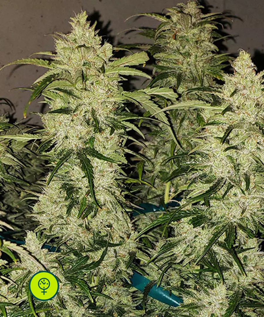 ZweetAUTO