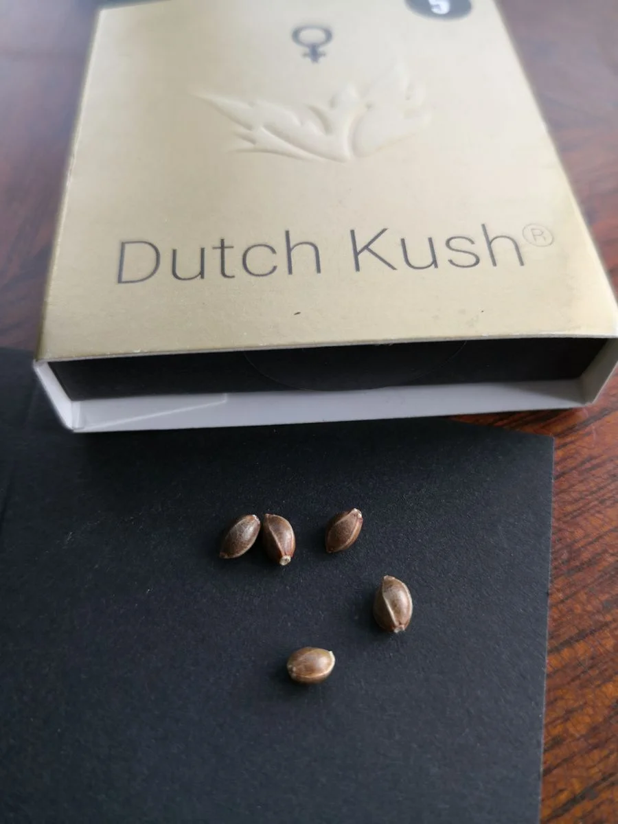 Dutch Kush - Imagem 4