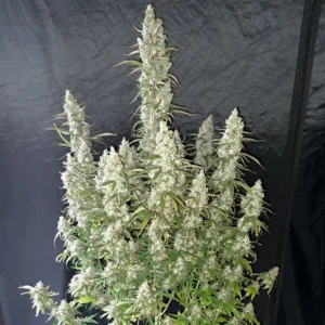 oh-my-gusher-plant
