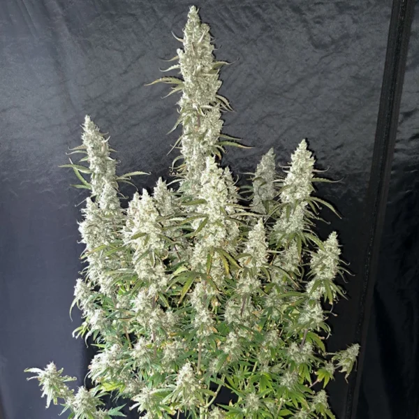 oh-my-gusher-plant