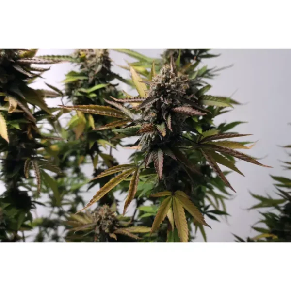 Strawberry Chemdawg OG - Imagem 3