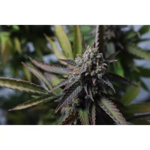 Strawberry Chemdawg OG - Imagem 4