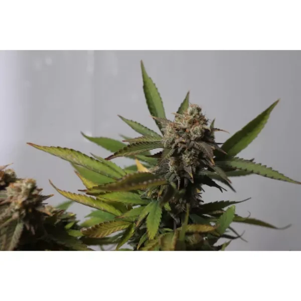 Strawberry Chemdawg OG - Imagem 5