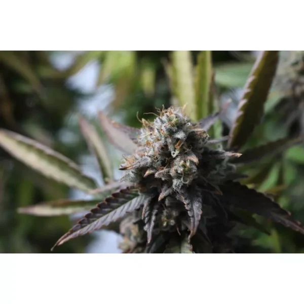 Strawberry Chemdawg OG - Imagem 6