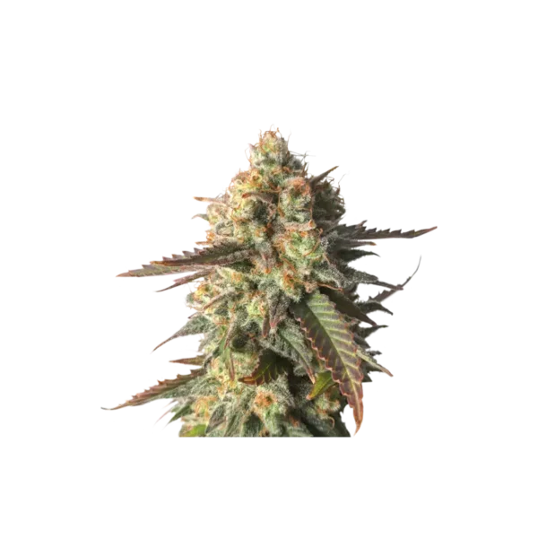 Strawberry Chemdawg OG - Imagem 2