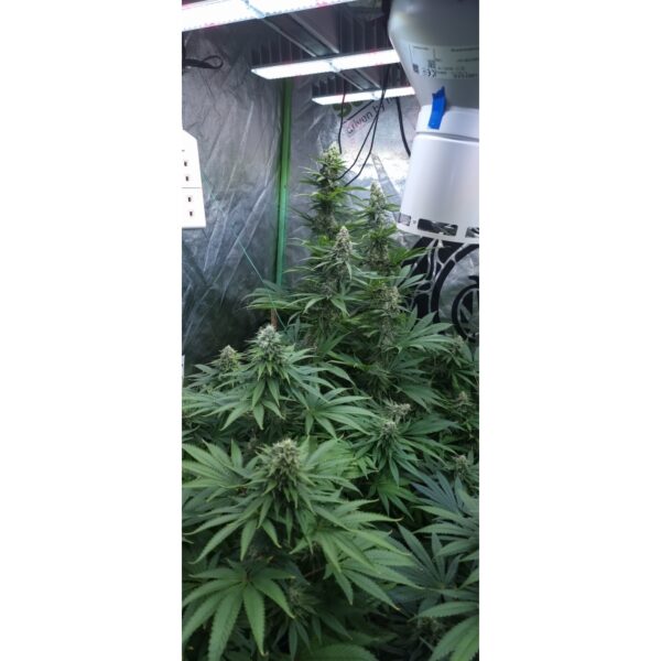 Strawberry Cookies - Image 3