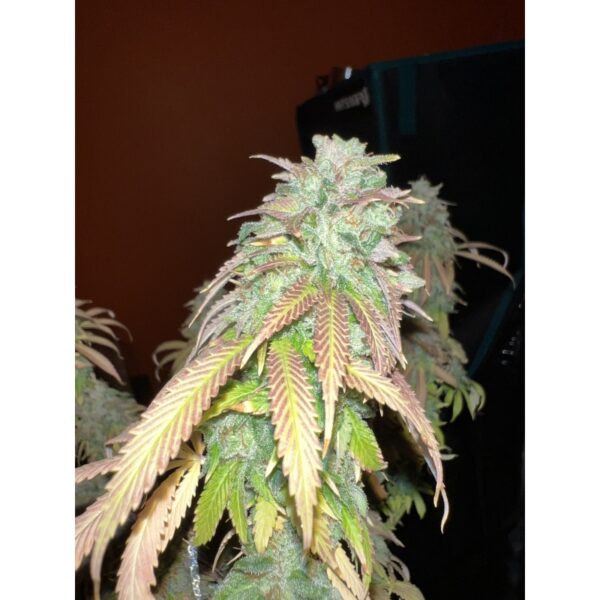 Strawberry Cookies - Image 6