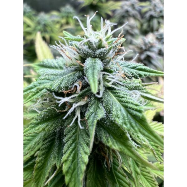 Strawberry Cookies - Image 7