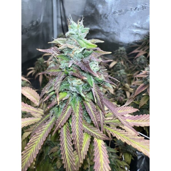 Strawberry Cookies - Image 9