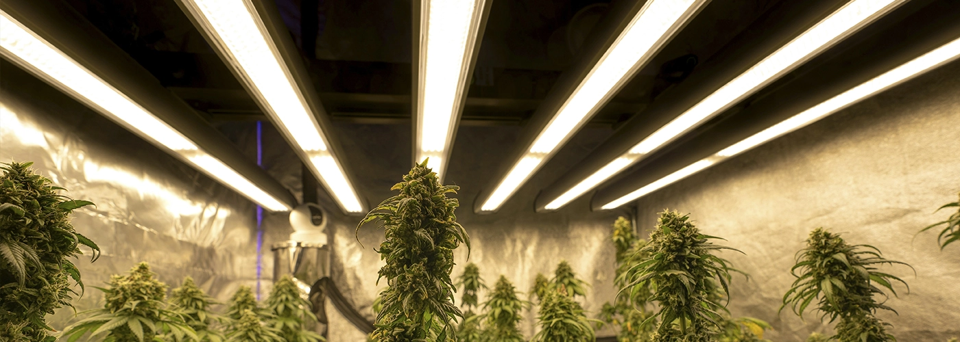 blog-netseeds-temperatura