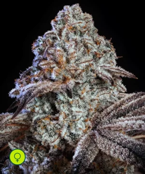 Psy-Op R1 ETHOS Psy-Op R1 ETHOS