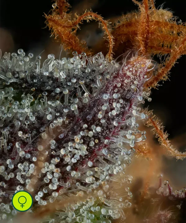 Strawberry Skrilla - Imagem 4