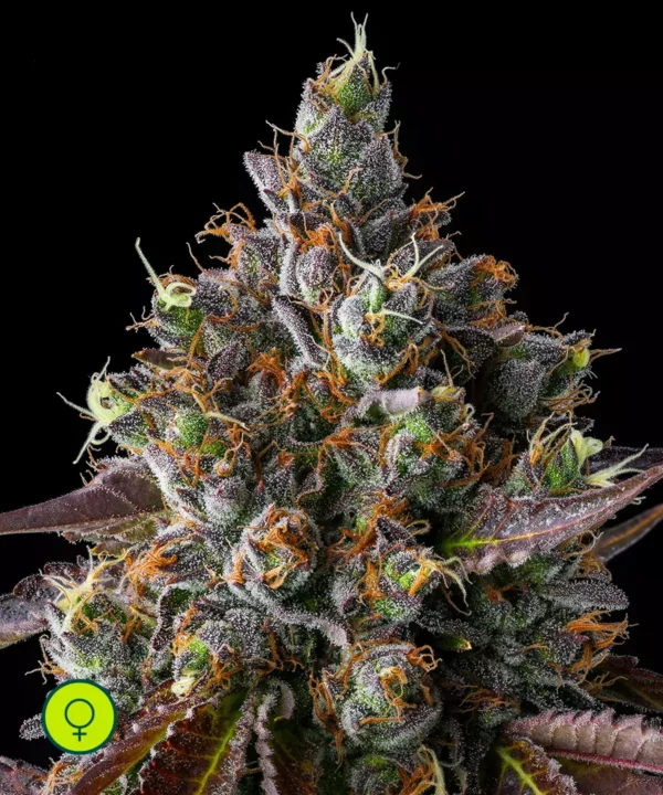 Strawberry Skrilla - Imagem 3