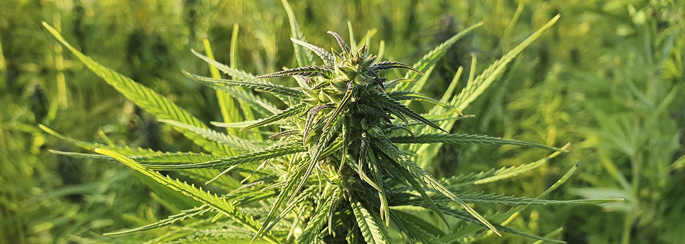 blog-netseeds-outdoor