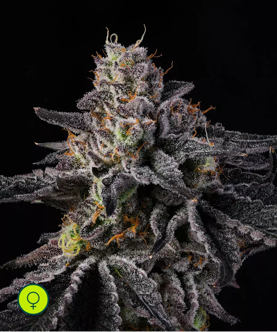 Rainbow Gelato