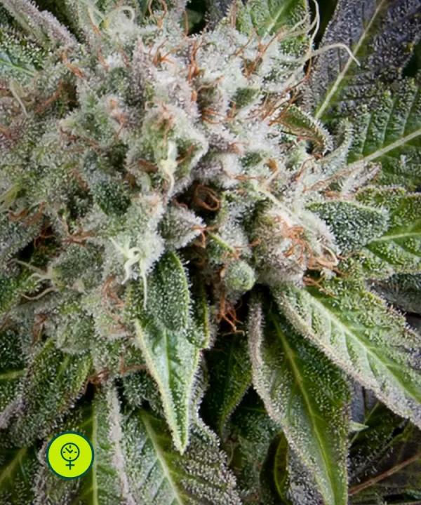Auto Blue Pyramid