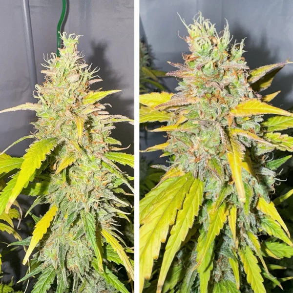 Auto Candy Bubatz XL® - Image 3