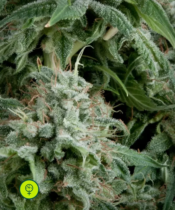 Auto Northern Lights