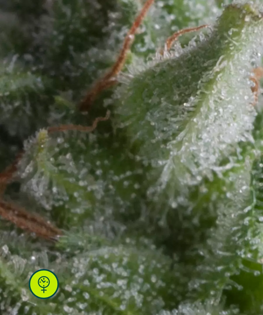 Auto Shark