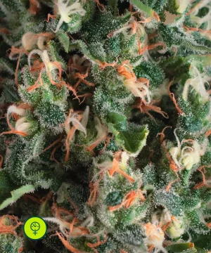 Auto Super OG Kush