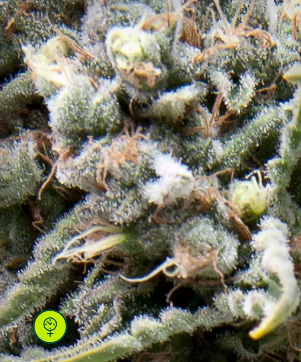 Auto White Widow