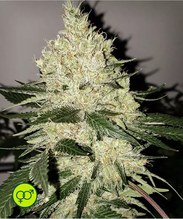 LILAC DIESEL BX4
